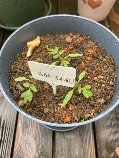 西红柿从种子到开花十七