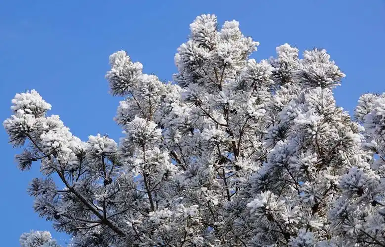 挂满雾凇的柏树梢,在碧空的映衬和阳光的照射下,宛如朵朵白银
