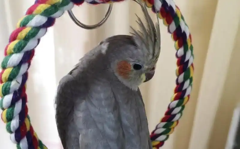 【玄凤鹦鹉】【原始灰】套头吹口哨