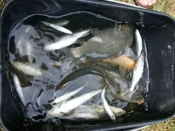 野钓三个小时,渔获就爆箱了,你吹空调我钓鱼!