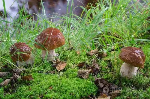 挪威草林食用牛肝菌蘑菇群照片-正版商用图片13mup7-摄图新视界