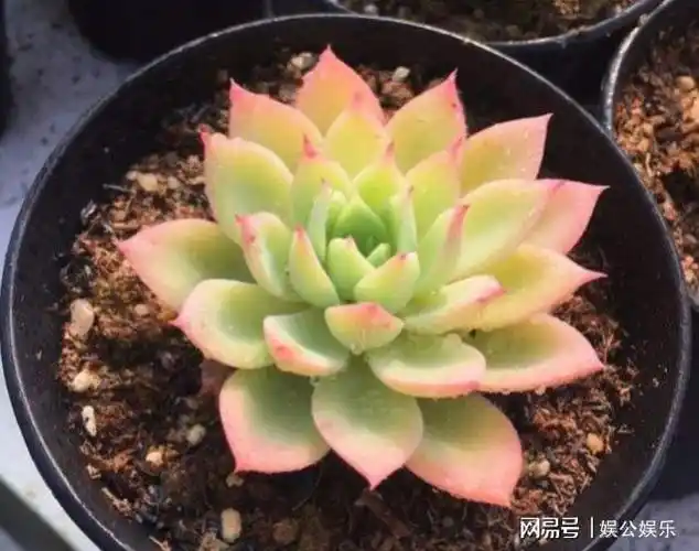 多肉三色堇有什么特点,如何养护更容易出状态?