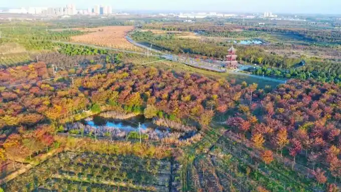 肥西县官亭镇"官亭林海"绚丽风光.张栋周先海记者宋炎骏摄