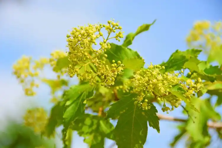三角槭树花原创拍摄