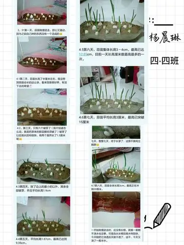 "蒜苗号"出发,精心呵护,观察细致.稚嫩的文字,记录着它们的点滴成长.