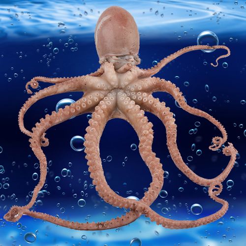 章鱼野生八爪鱼海鲜鲜活爆头即食水产新鲜长腿冷冻章鱼