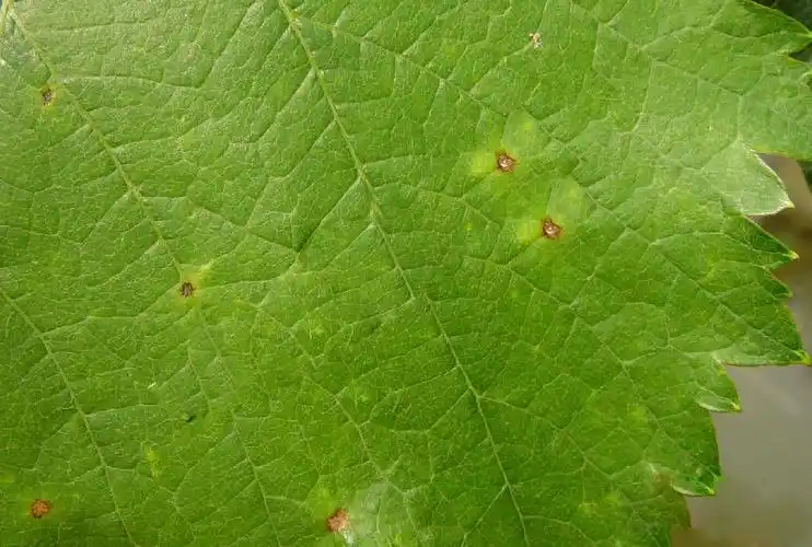 葡萄:葡萄叶斑病