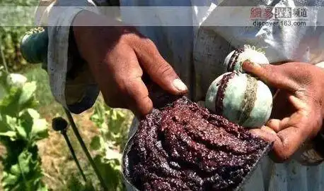 罂粟 | 罪恶之花的四种用途!