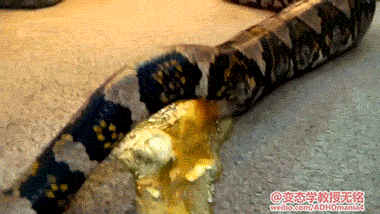 蛇怎么拉屎科普蛇拉屎的视频胆小勿入