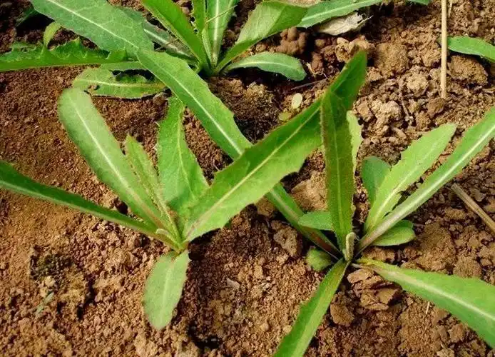 苦菜图片功效,大苦菜和小苦菜图片-图片大观-奇异网