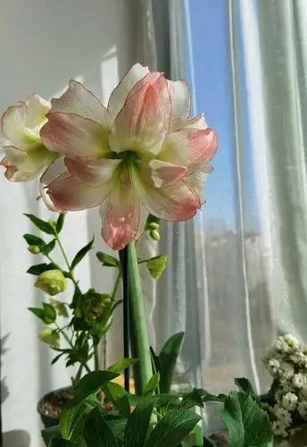 朱顶红"爱神"—花超美,易栽培,你值得拥有!_腾讯新闻