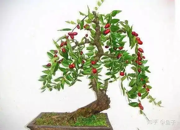 软枣树盆景图片大全