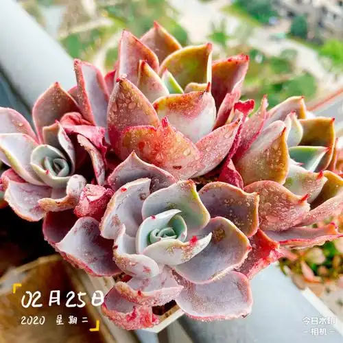 新入的多肉—晚霞