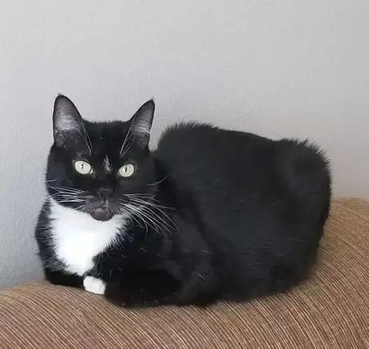 开始暗中观察米兰达一家刚刚收拾好新家喏～这就是后院的橘猫本尊好心