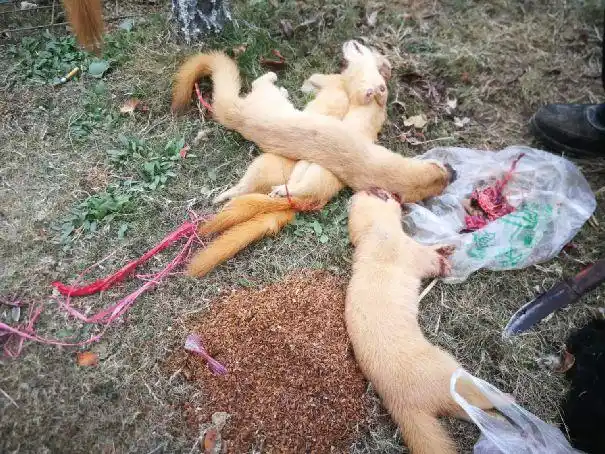 故事黄鼠狼偷鸡放火老头抓到还不服你敢动我吗