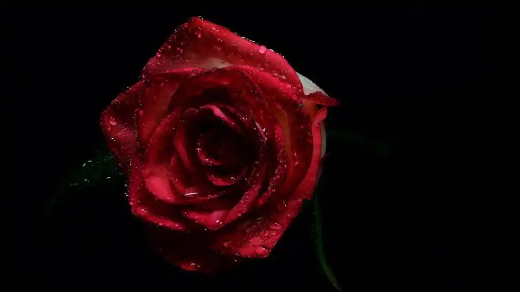 芬芳娇艳的红玫瑰,高清图片,电脑桌面-壁纸族