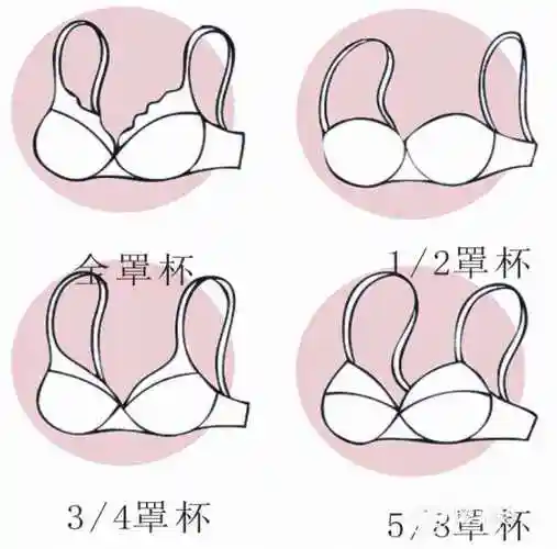 罩杯abcd怎么分大小d有多大参照物