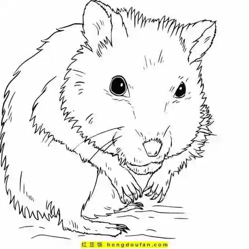 11张吃着小瓜子干果的可爱小仓鼠卡通涂色简笔画-红豆饭小学生简笔画