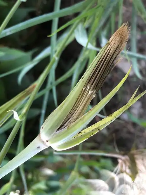 华北鸦葱的美丽蜕变