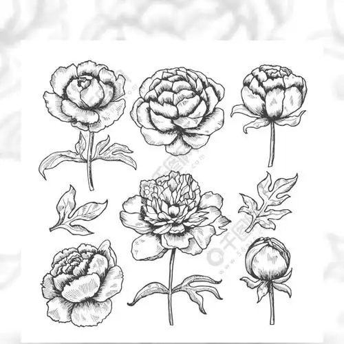 牡丹手绘花蕾花卉庭院剪影和叶子导航牡丹的汇集牡丹开花的例证,植物