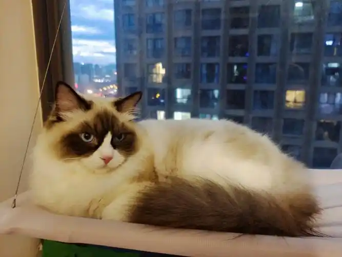 长开挂的小开脸布偶