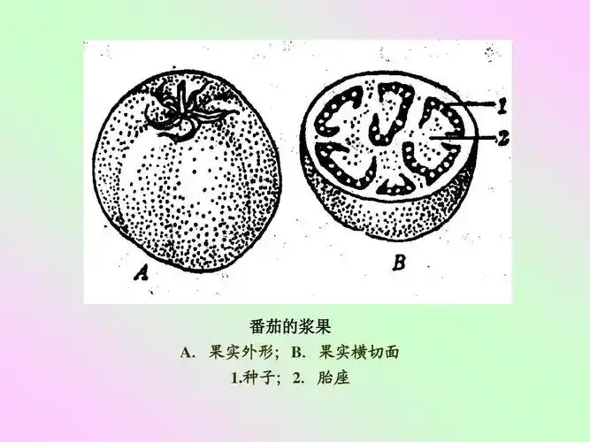 免费文档 所有分类 高等教育 农学 实验九 果实的结构与类型ppt 番茄