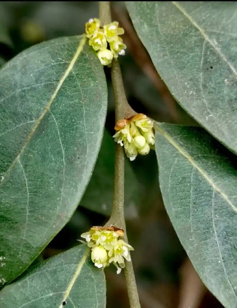 香叶树的叶揉碎后,真的是香.