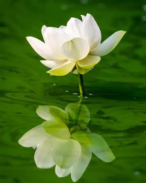 2020年9月26日上午在园子里拍鱼塘水面的白莲花!