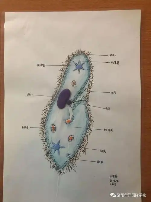画的如此逼真豆子不光能拼细胞,更能拼草履虫"我是真的像鞋垫儿"第二