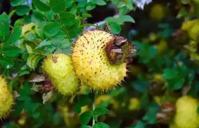云南四时餐桌丨野果荟萃