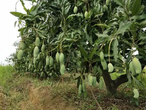 百色芒果即将上市了,自家果园,绿色无公害想吃朋友找我吧
