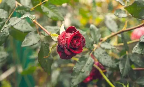 猩红色玫瑰花采用落下关于水.照片