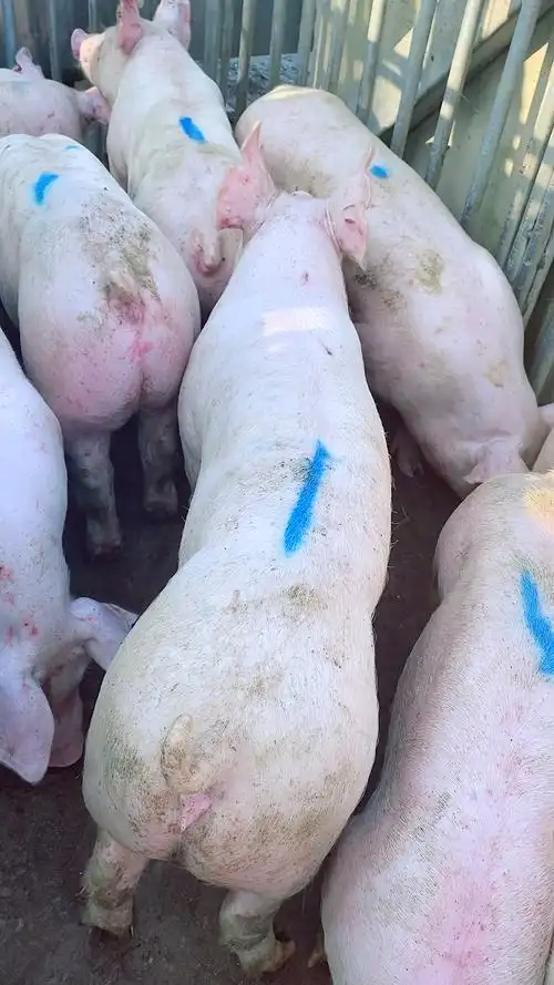 新美系二元母猪品种和体型好不好你们看