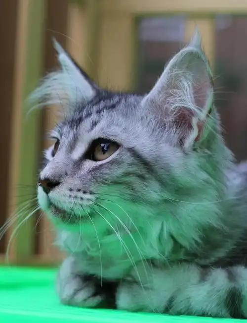 缅因猫:颜值与温柔的完美结合 93