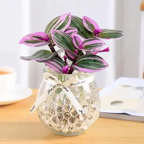 油画婚礼吊兰水培植物室内好养花卉桌面绿植盆栽水养净化空气花 【】