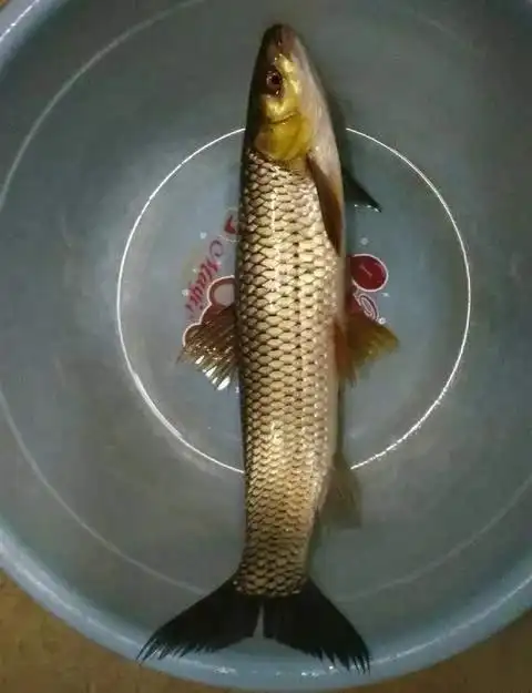 红眼鱼:很像草鱼,可以做生鱼片,20块钱一斤,为什么没人养?