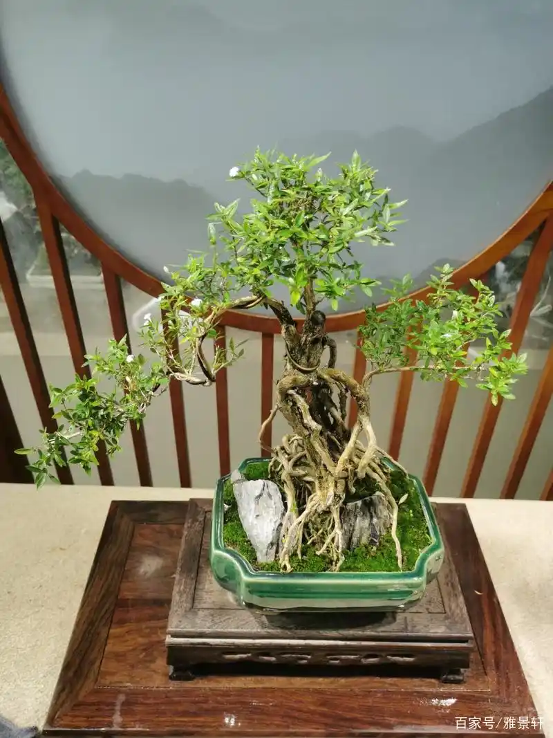 精品老桩六月雪