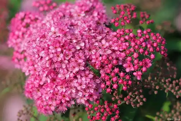 粉红满天星:浪漫之触与纯真爱意