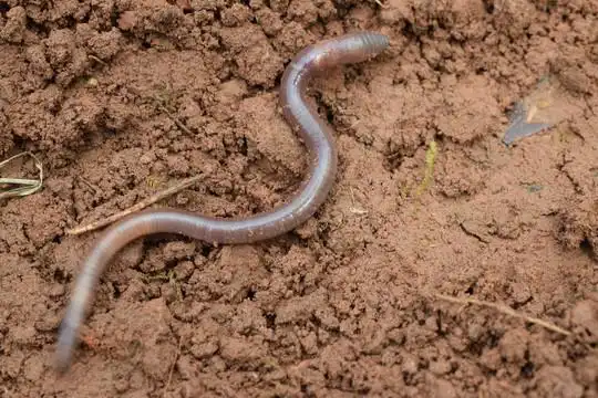 蚯蚓图片