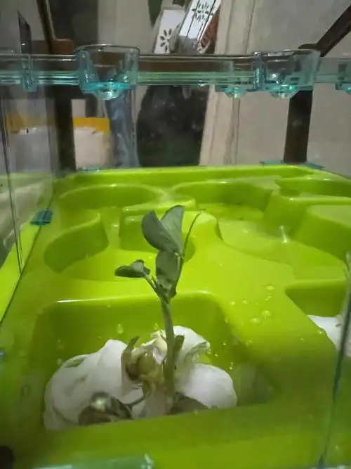 种子发芽的全过程儿童生物实验