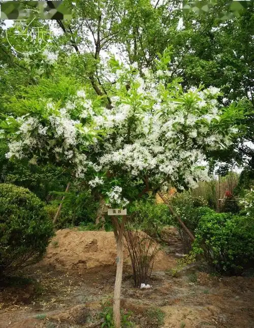 皮实又好养的北方花园植物清单,干货文请收藏_乔木