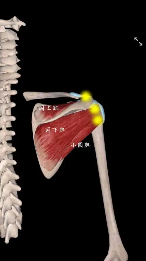 1 右肩,胸前视角如果已经确诊为肩袖炎,那么避免继续