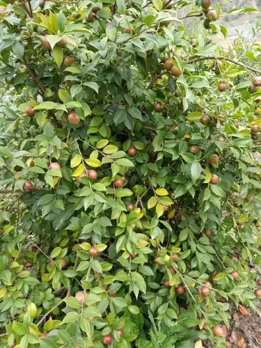 山茶籽 纯山茶籽