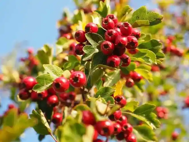 中草药山楂的4大功效与作用