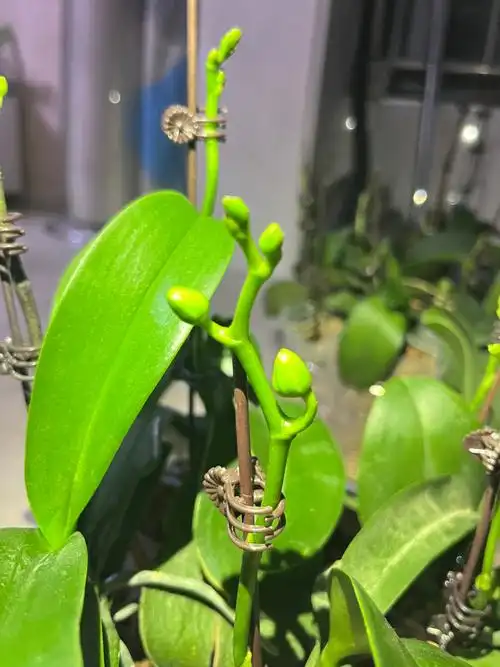 蝴蝶兰花苞太少了