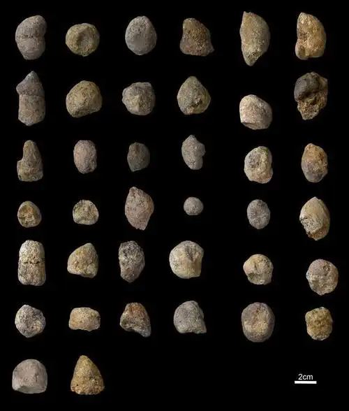 煤层|化石|孢粉|沉积物|阿巴拉契亚_网易订阅