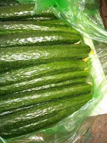 黑油亮黄瓜 (8月到11月)