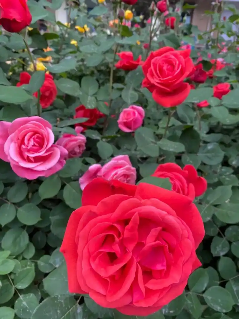 手机摄影 #随手一拍都是美景 #最美月季花  花儿绽放   - 抖音