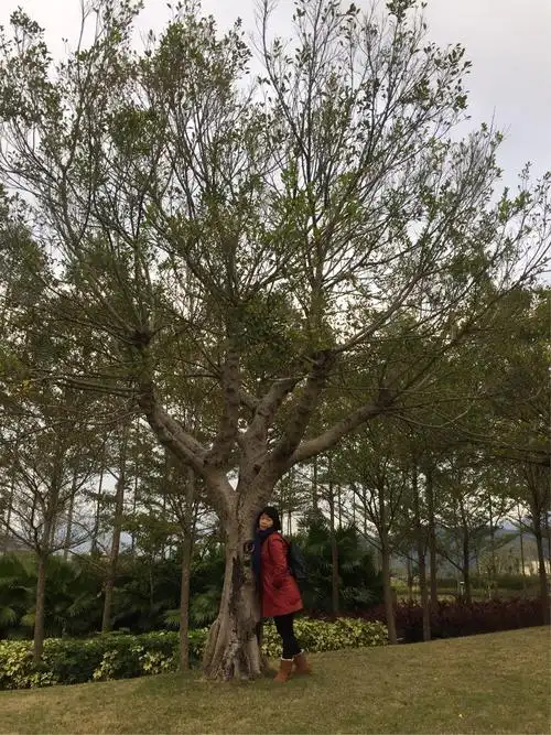 2019元旦从化游,姊妹结伴观赏梅花,品尝吕田腊味大芥菜,参观流溪河从