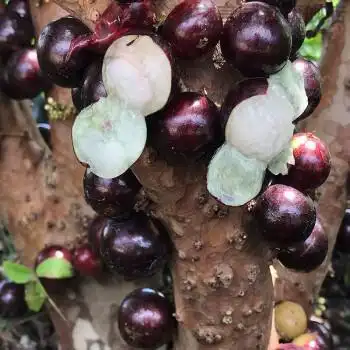 嘉宝果树苗四季早生艾斯卡沙巴加多宝果苗带花带果正宗结果二年苗四季